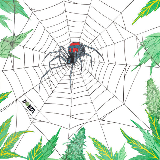 White Widow | 329mm x 483mm Print